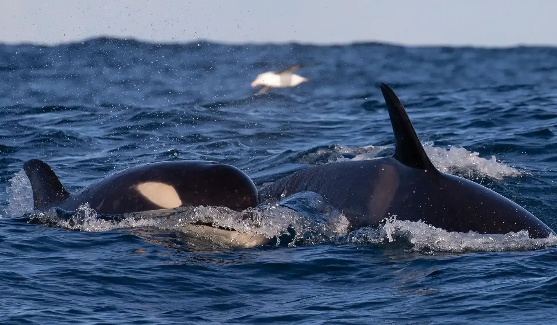 Orca (killer whales) in Sydney harbour during whale season