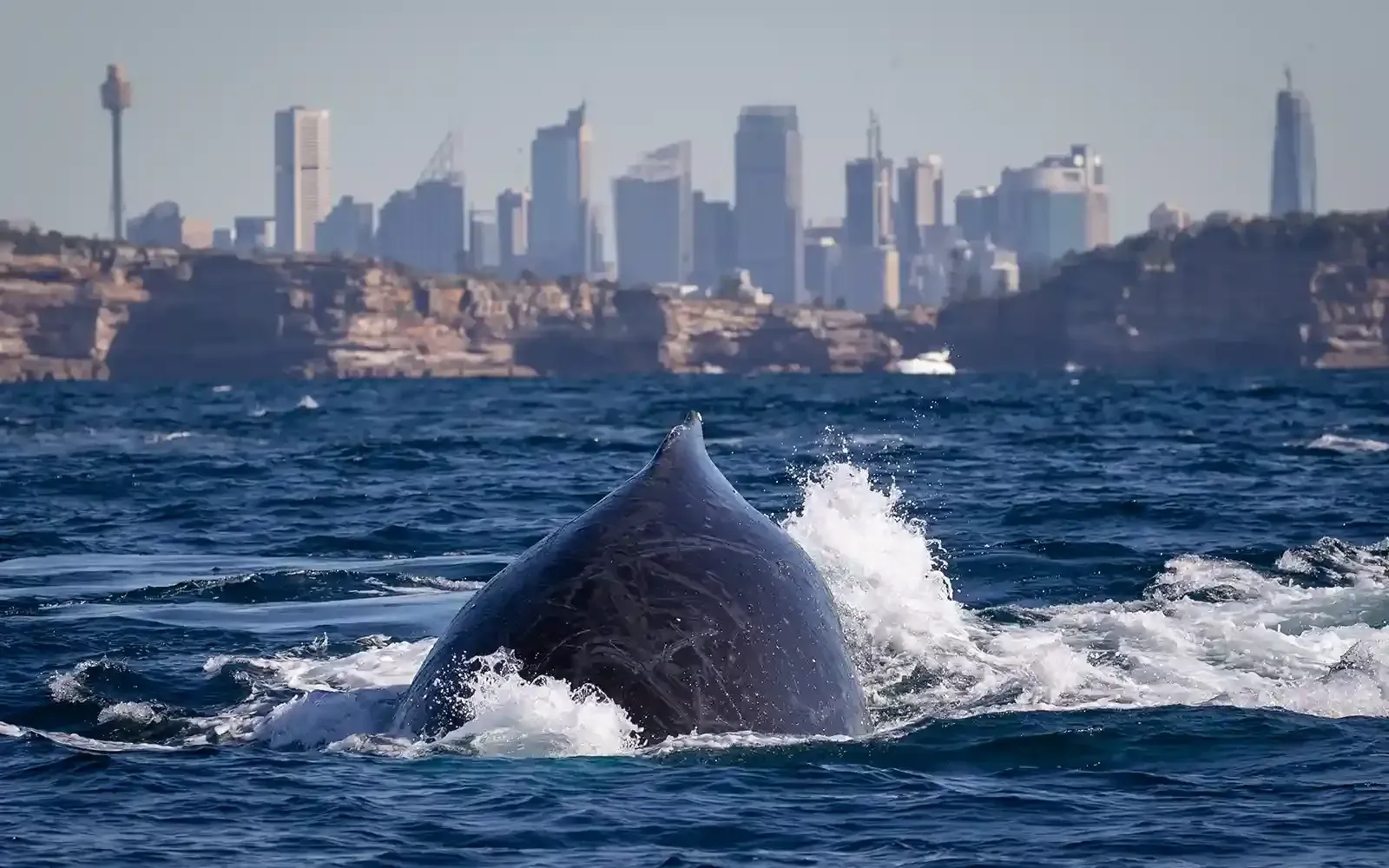 Humpback whale breach as seen on Sydney Whale Watching Tour