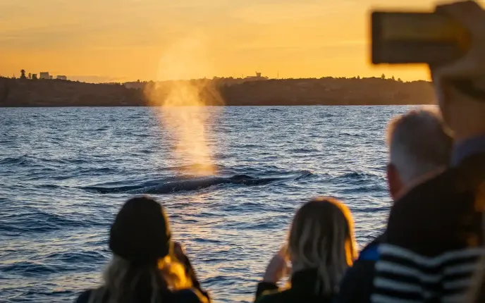 Sunset whale sighting on Sydney Whale Cruise