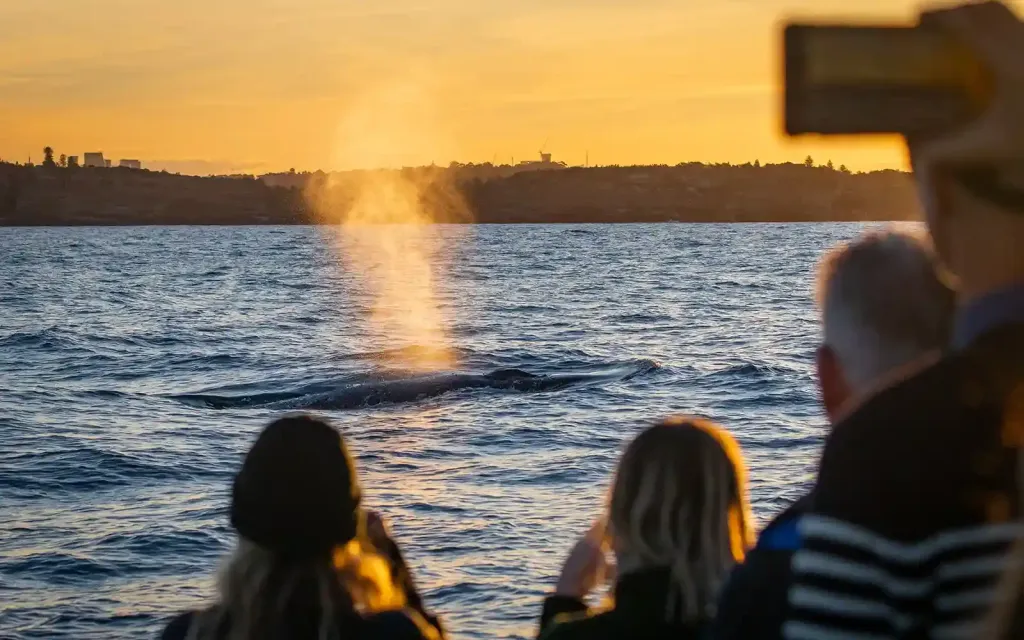 Sunset whale sighting on Sydney Whale Cruise