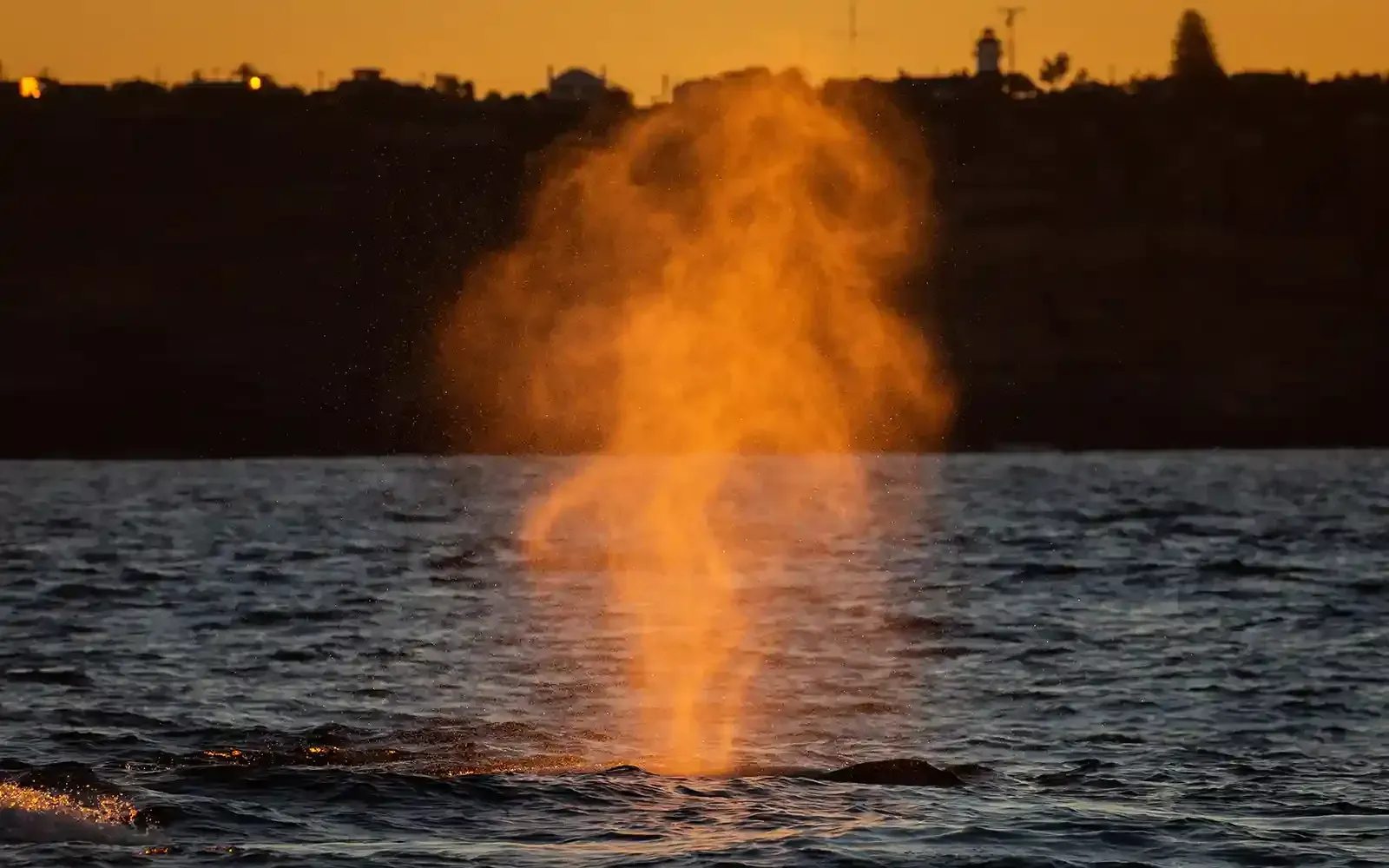 Whale sighting during Whale Watching Tour in Sydney