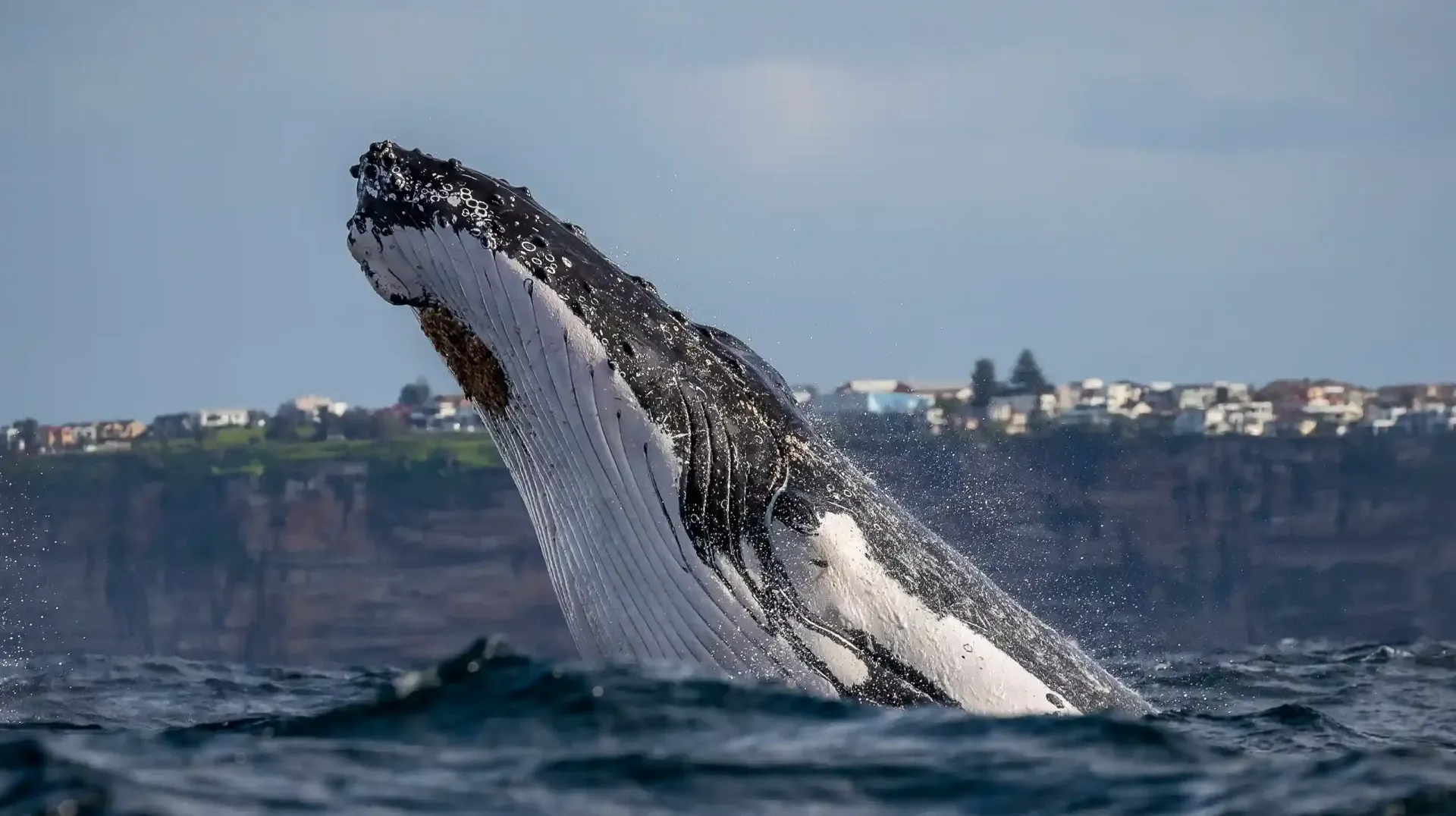 whale spy hopping Sydney harbour