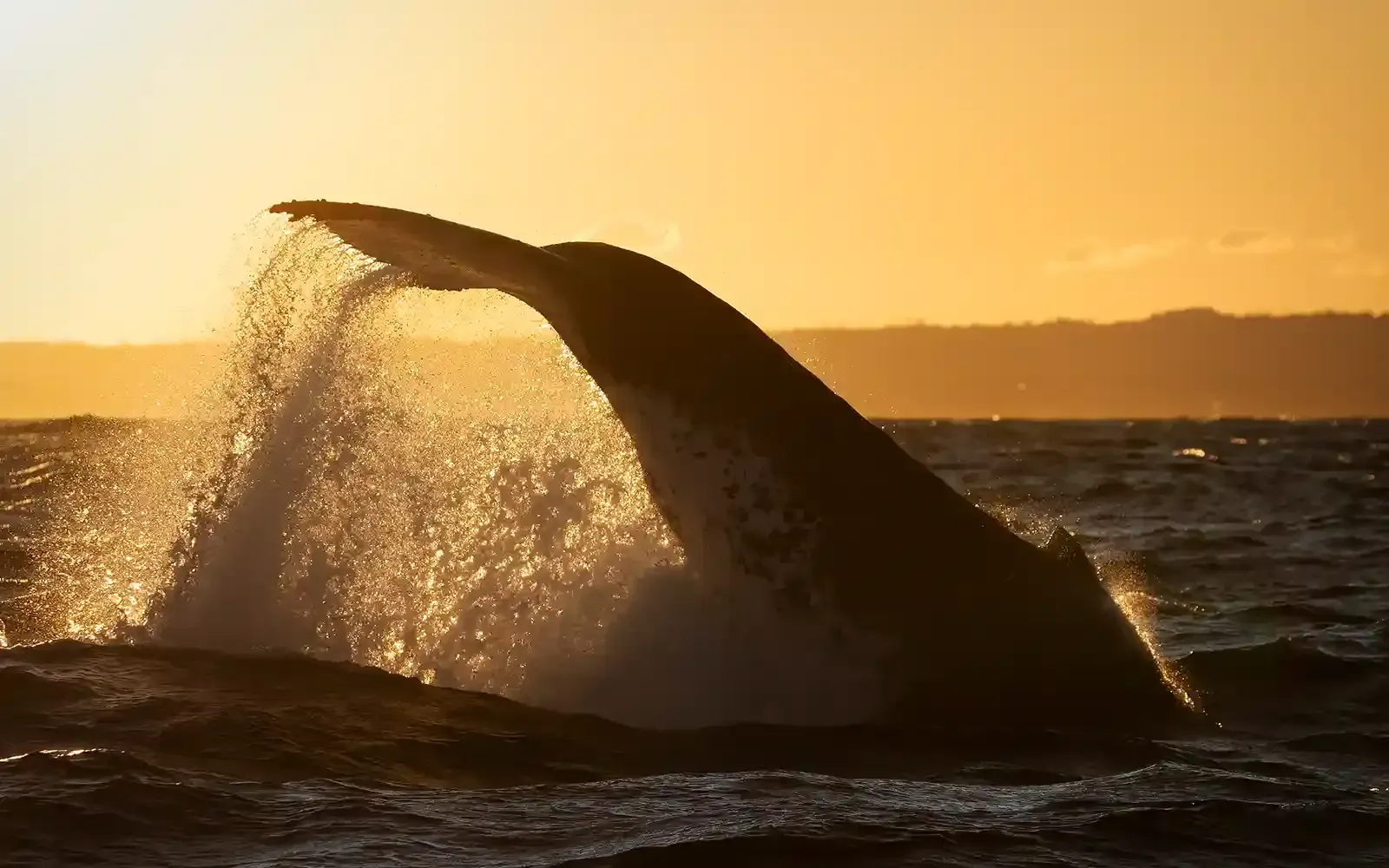 More about Whale behaviour around Sydney NSW