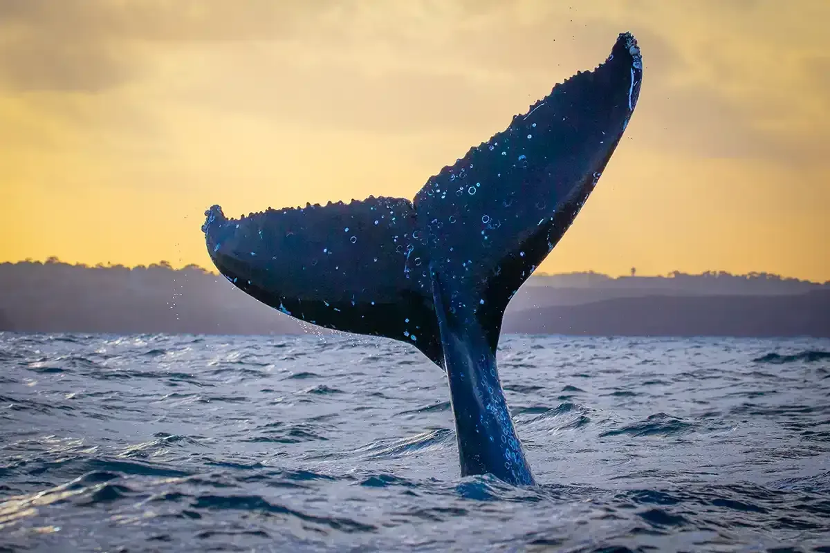 Experienced Sydney Whale Watching Guides Experienced Whale Watching Guides in Sydney