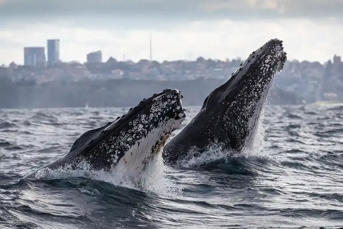 Two whales breaching on Sydney Whale Watching Tour