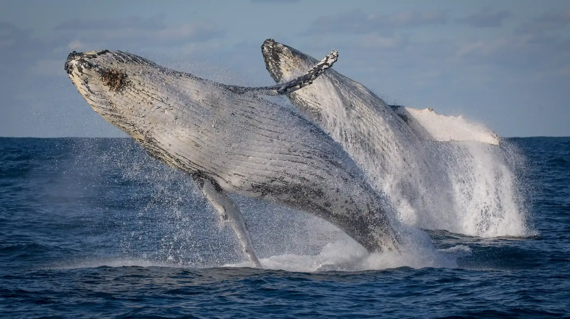 Two whales breaching on the best Whale watching tour in Sydney