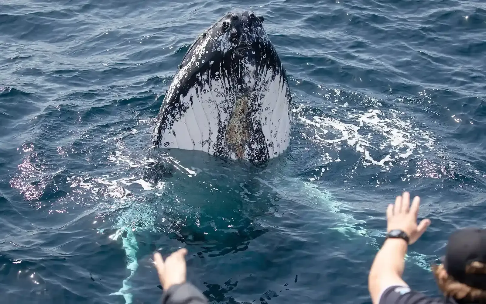 whale spy hopping Sydney harbour