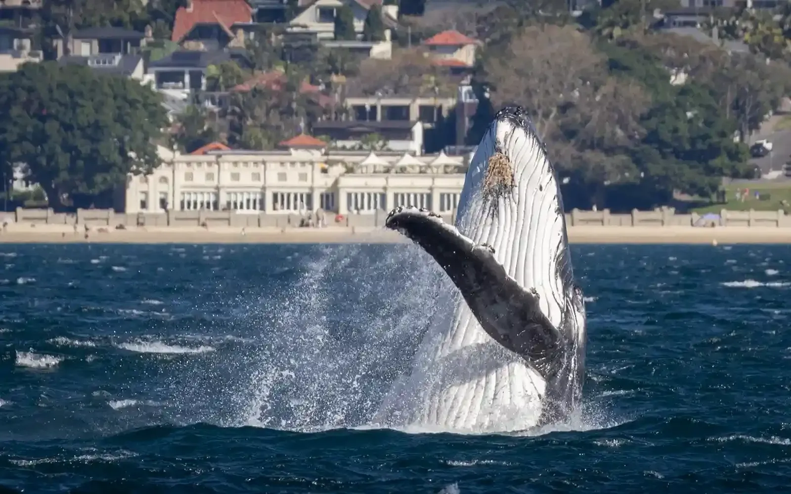 A group of people are watching a humpback whale breach from Sydney tour boat