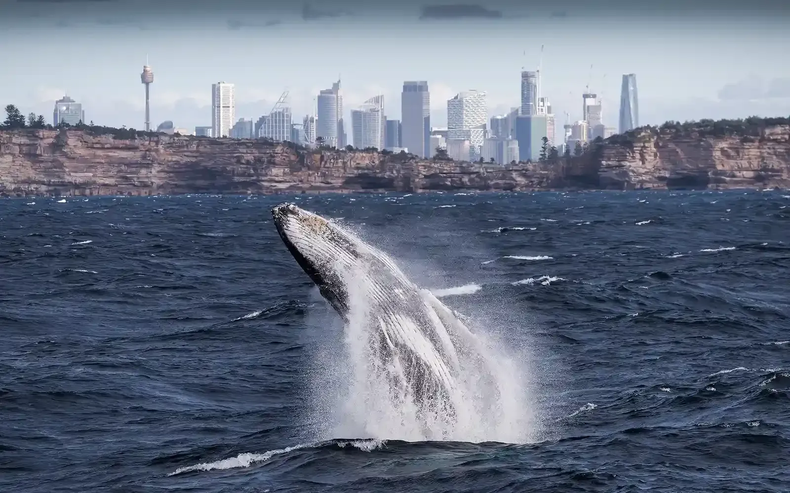 Humpback whale breaching off Sydney