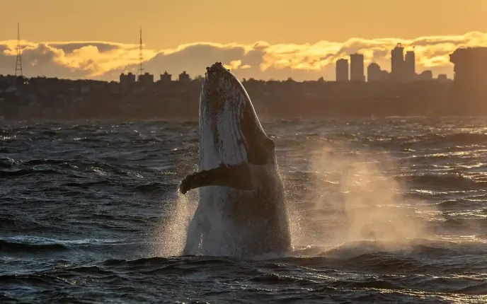 Whale breaching of Sydney during Whale Watching Tour