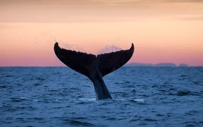 Sunset whale tail slap during Sydney Whale Watching Tour