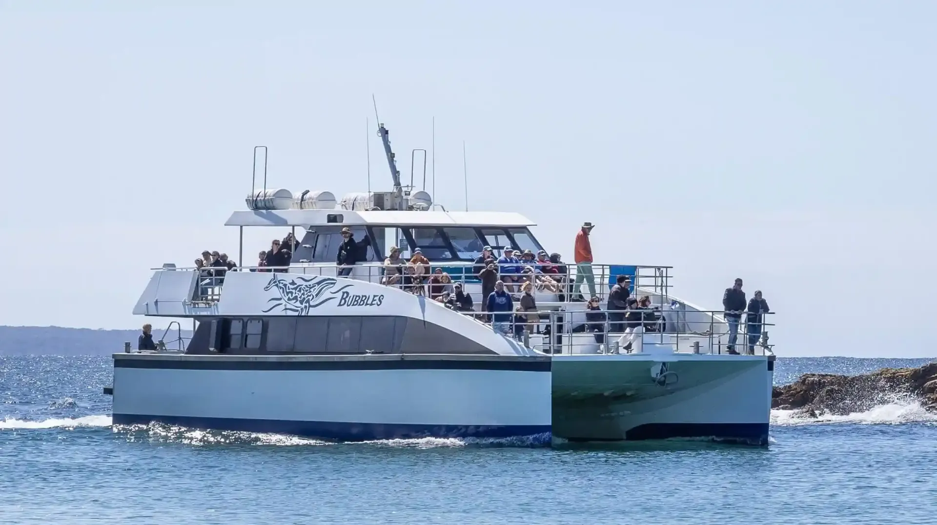 whale watching cruise boat