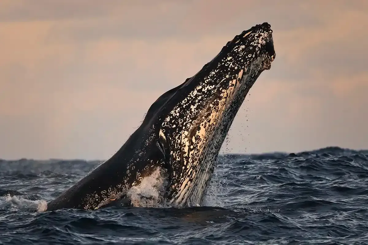 Responsible Whale Watching Tours in Sydney Responsible Whale Watching Tour in Sydney