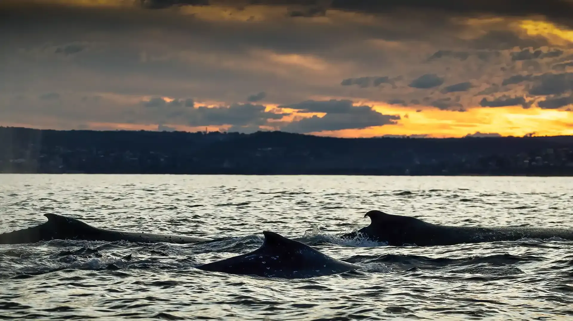 Whales migrating past Sydney Harbour in a pod