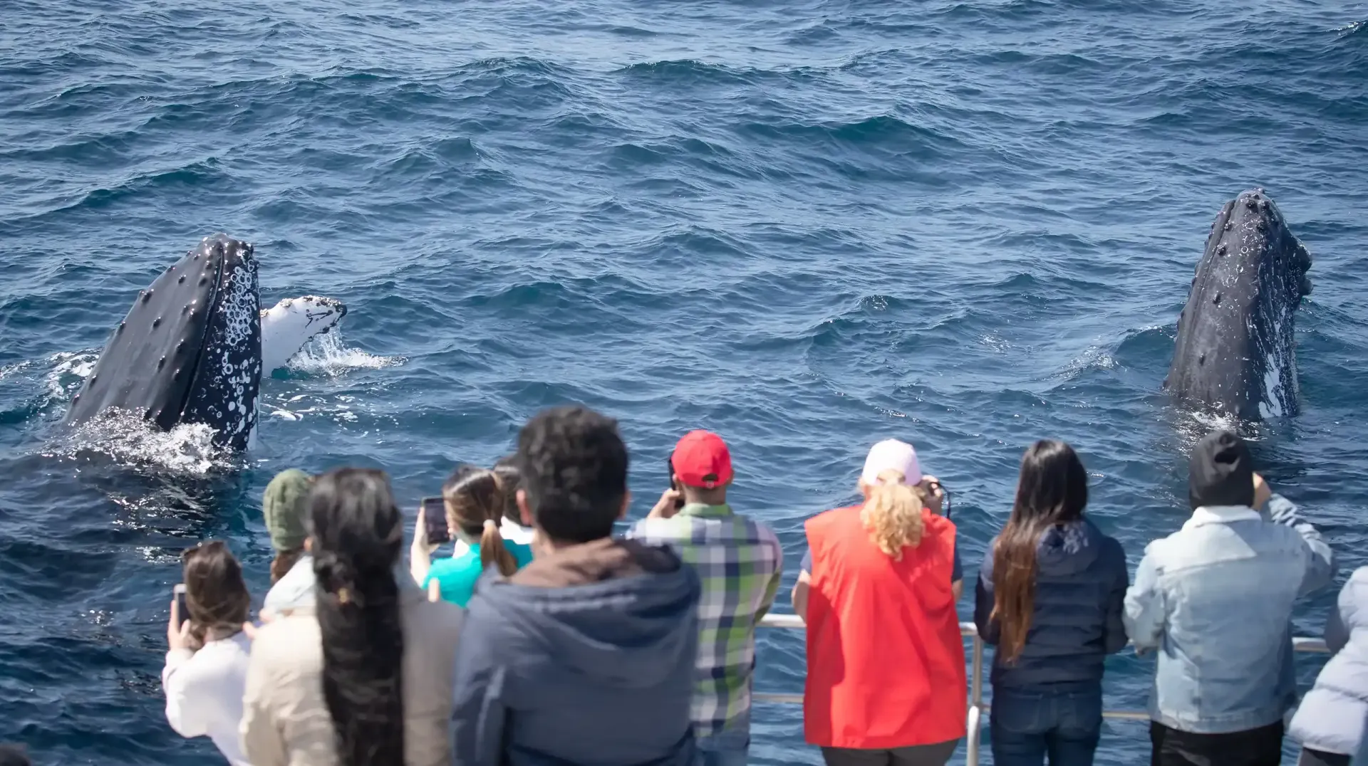 Humpback whales spotted on cruise in Sydney whale season