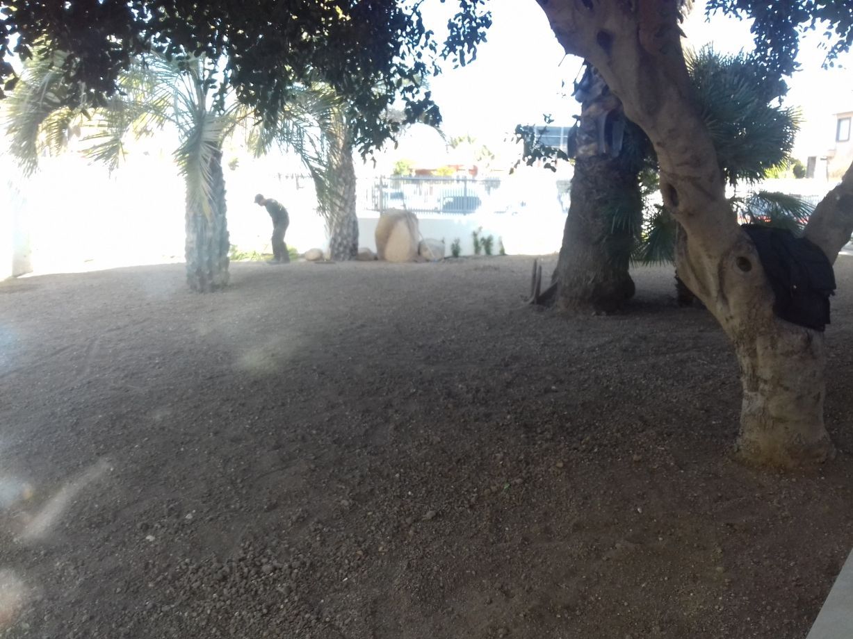 alberi adiacenti la casa