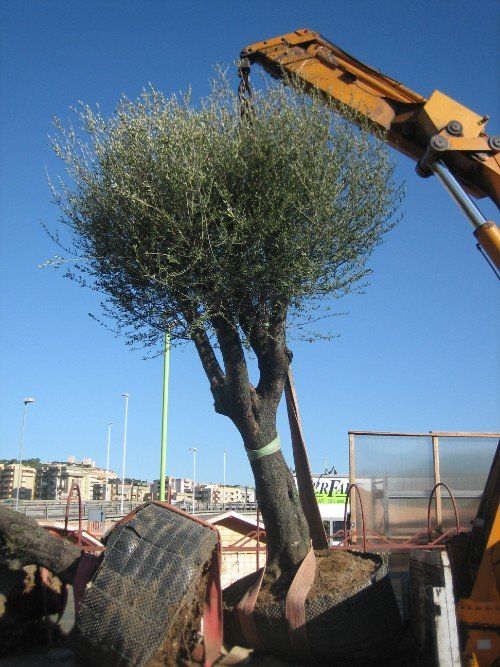 trapianto di alberi di olivo