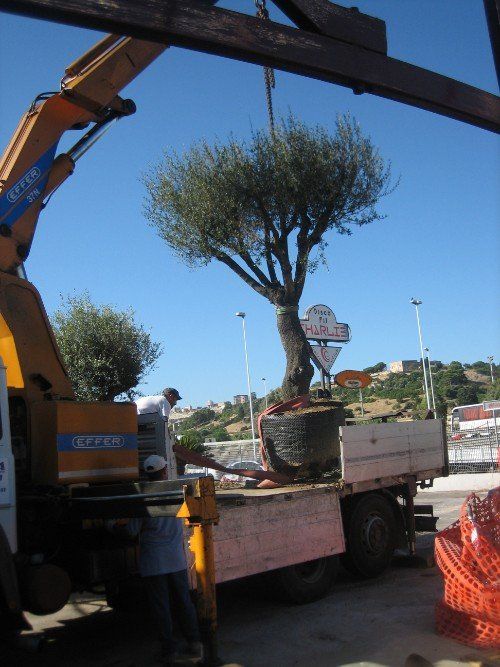 trapianti di grandi piante