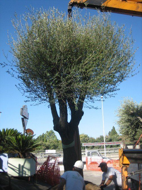trapianti di olivi