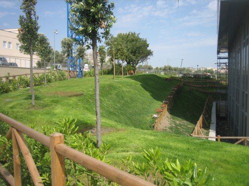 manto erboso in sviluppo