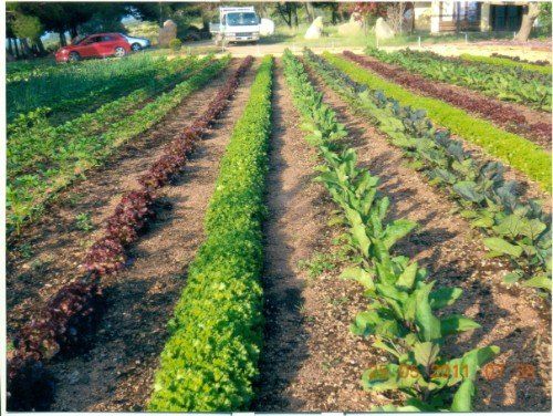 progettazione di orti con diversi ortaggi