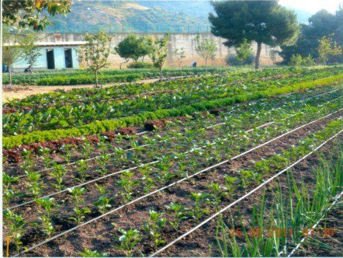 orto con sistema di annaffiamento