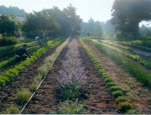 orto mentre viene annaffiato