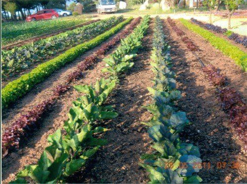 realizzazione di orti