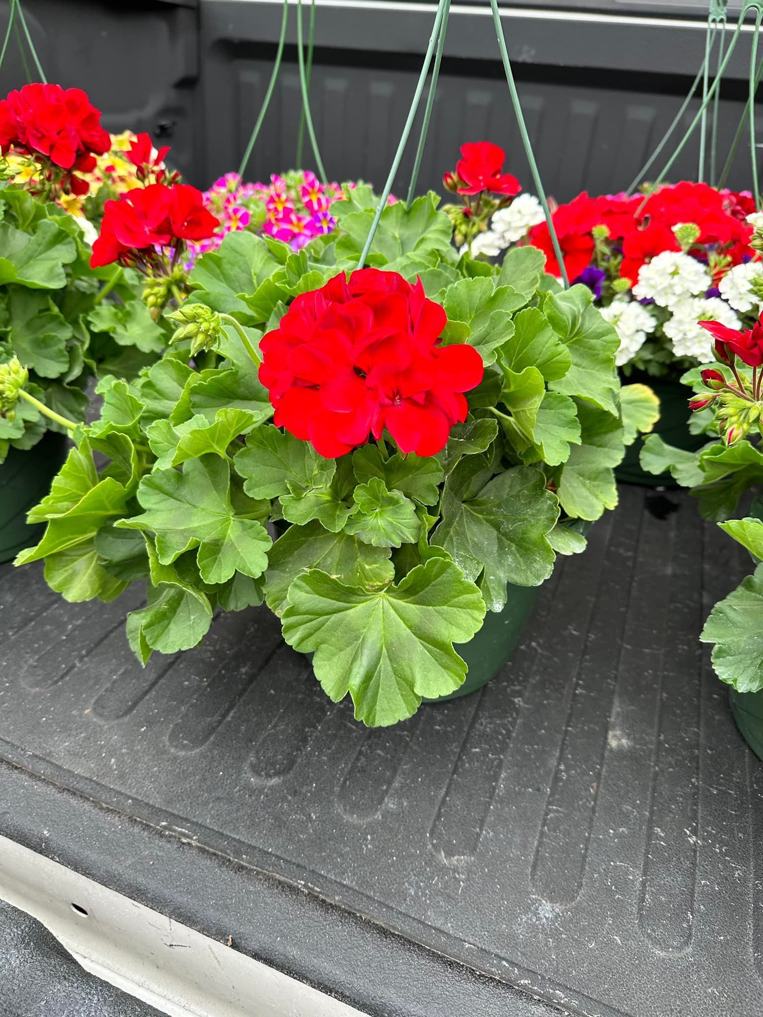 A bunch of potted flowers are sitting on the back of a truck.