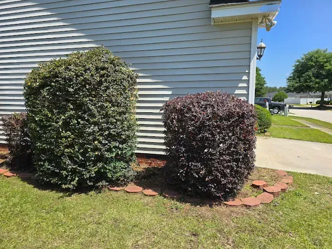Two rounded bushes, one green and one red, sit in a brick-edged garden bed in front of a house.