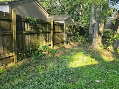 Wooden fence and shed in a grassy yard, trees and vines along the side.