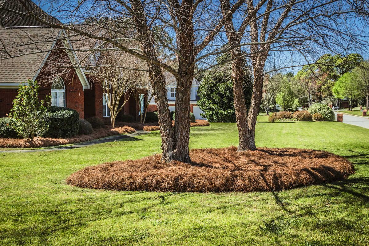 Lawn with trees mulched in brown around trunks, brick house in the background.