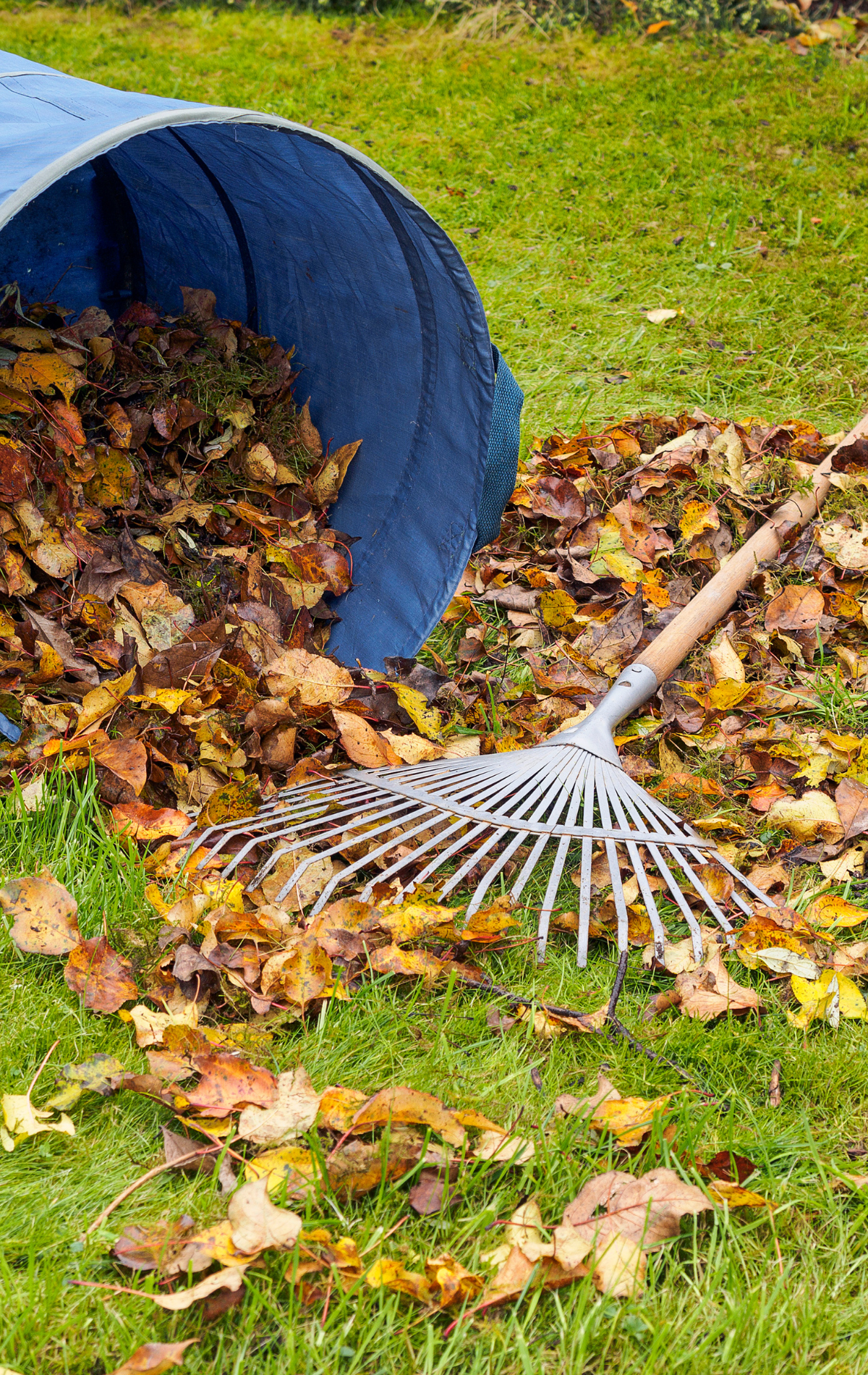 Rake next to a blue leaf bin, surrounded by fallen leaves on green grass.