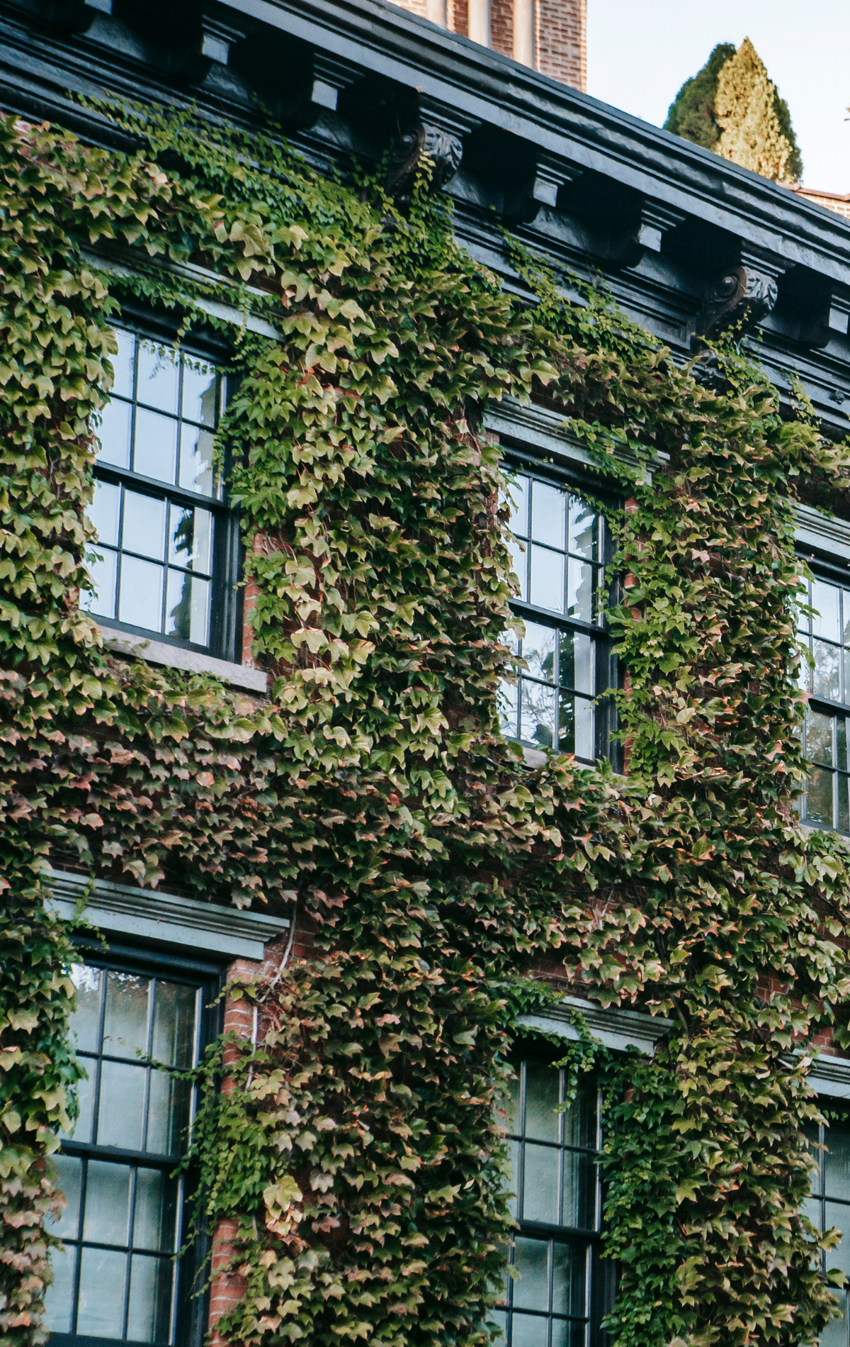 Ivy-covered brick building with black-framed windows. Green and brown foliage, late afternoon lighting.