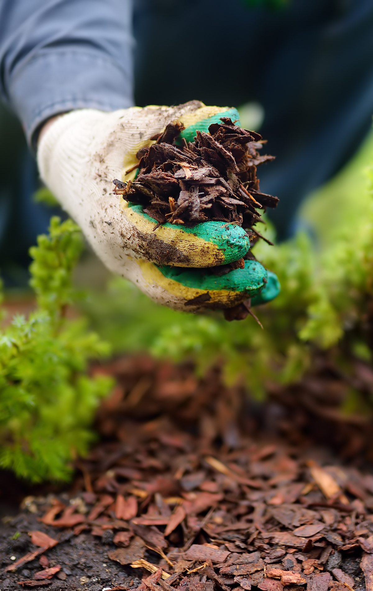 Person's gloved hand holding mulch over a bed of brown bark mulch.