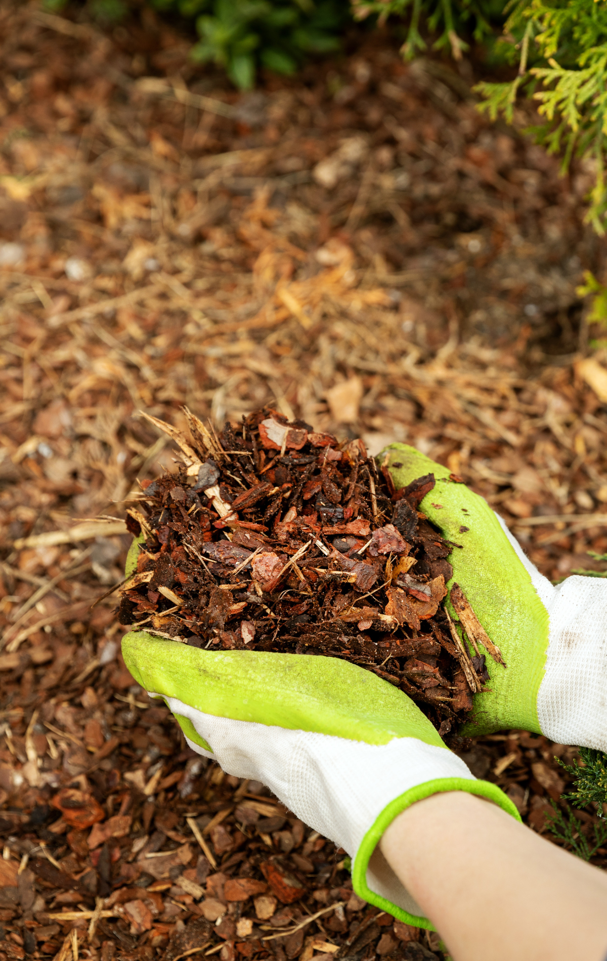 Hands in green gloves holding a handful of brown mulch in a garden setting.