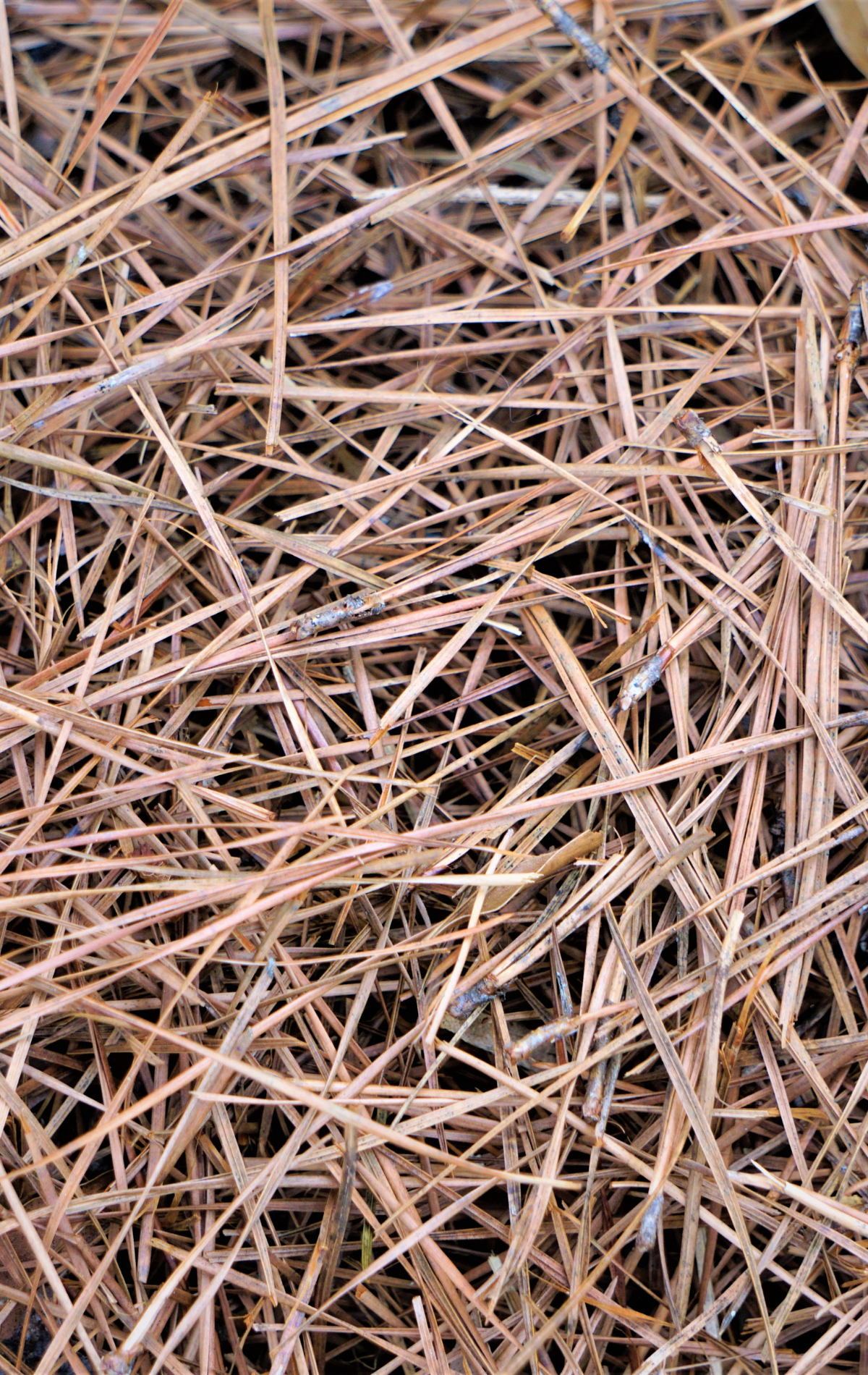 Dried pine needles, brown and tan, in a dense, crisscrossing pattern.