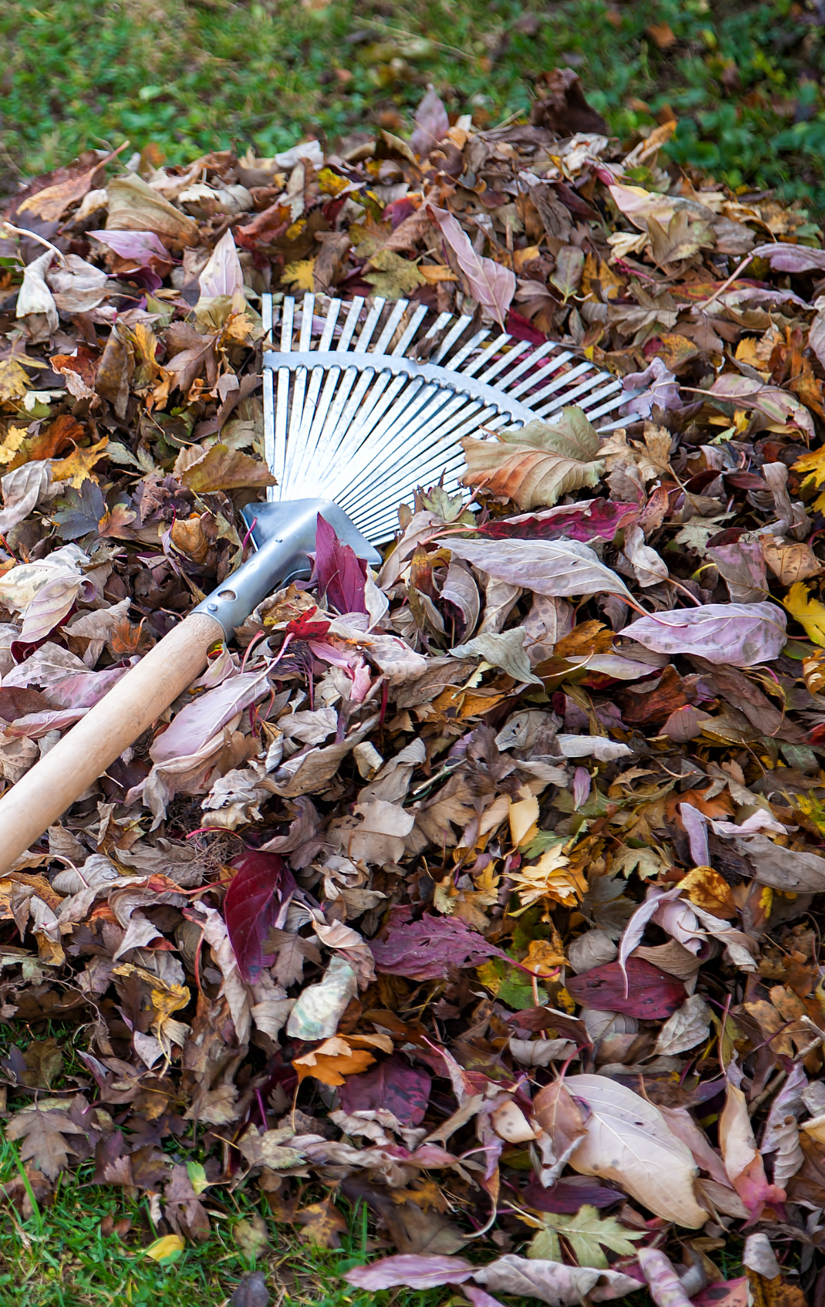 Rake in a pile of colorful autumn leaves on a grassy lawn.