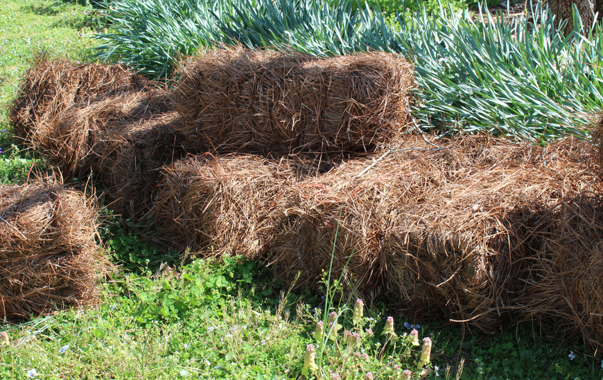 Hay bales, brown, stacked in a grassy area with green plants in the background.