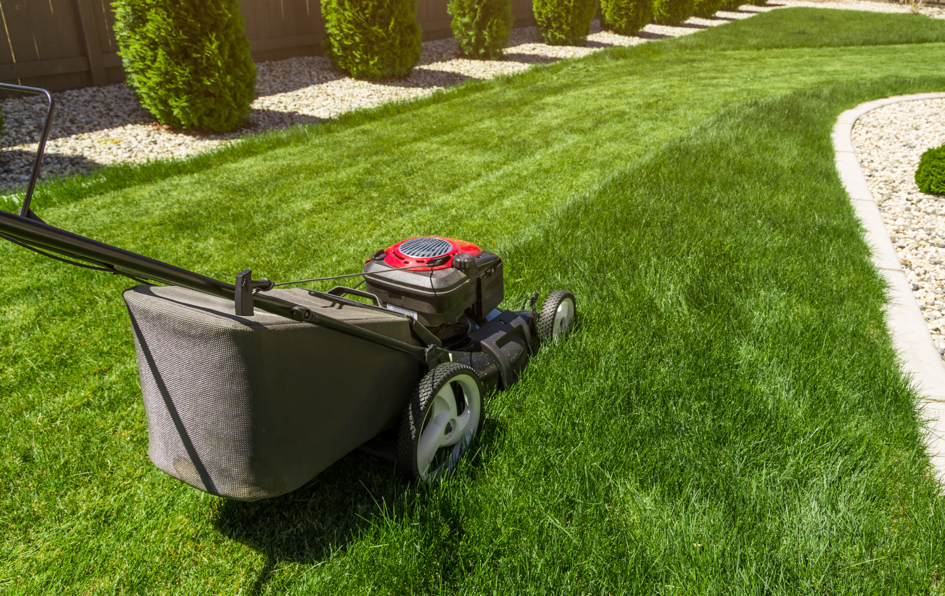 Lawnmower cutting fresh green grass in a yard with a row of bushes and white rocks bordering the lawn.