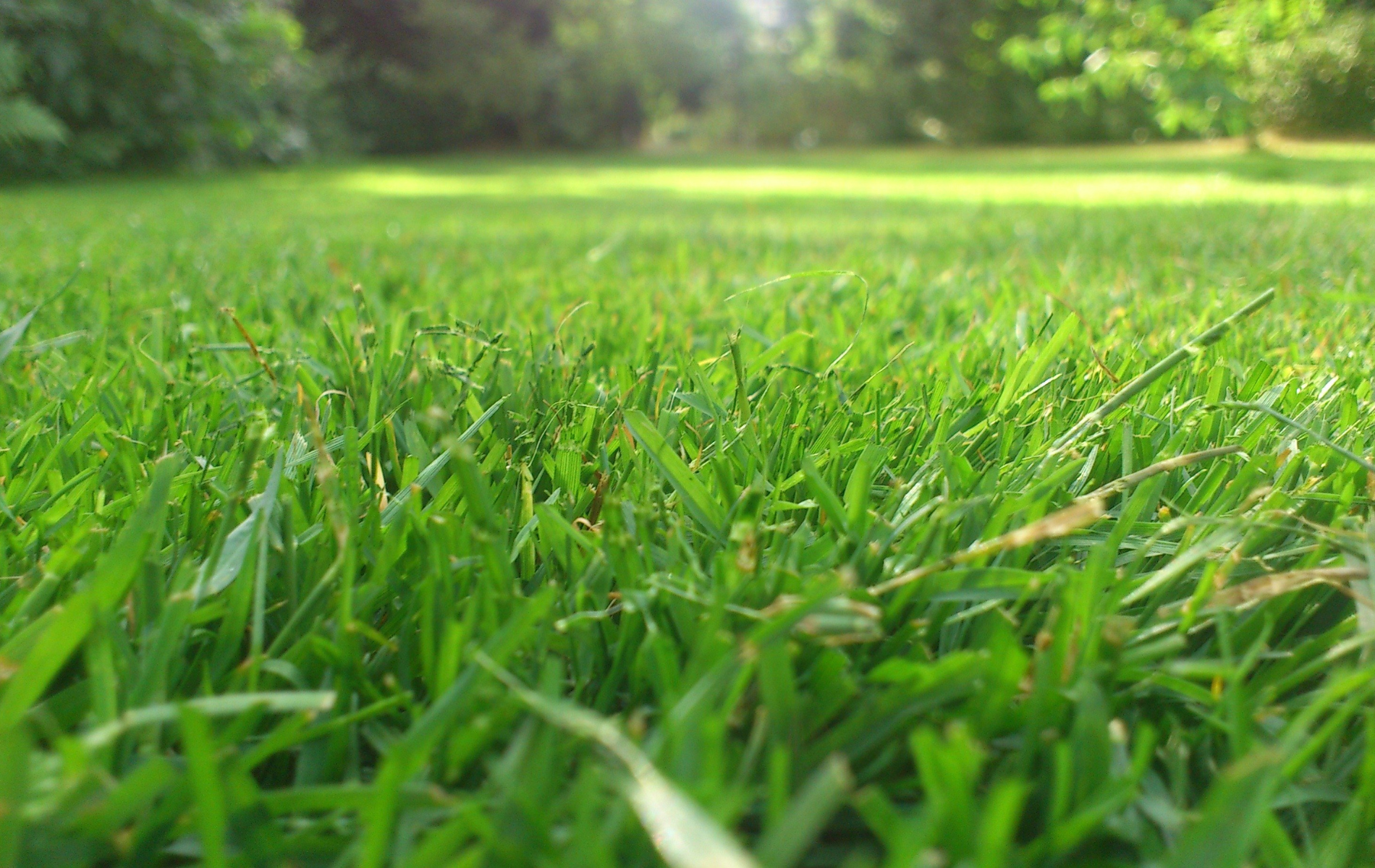 Close-up of bright green, healthy lawn, with blurred background of trees and sky.