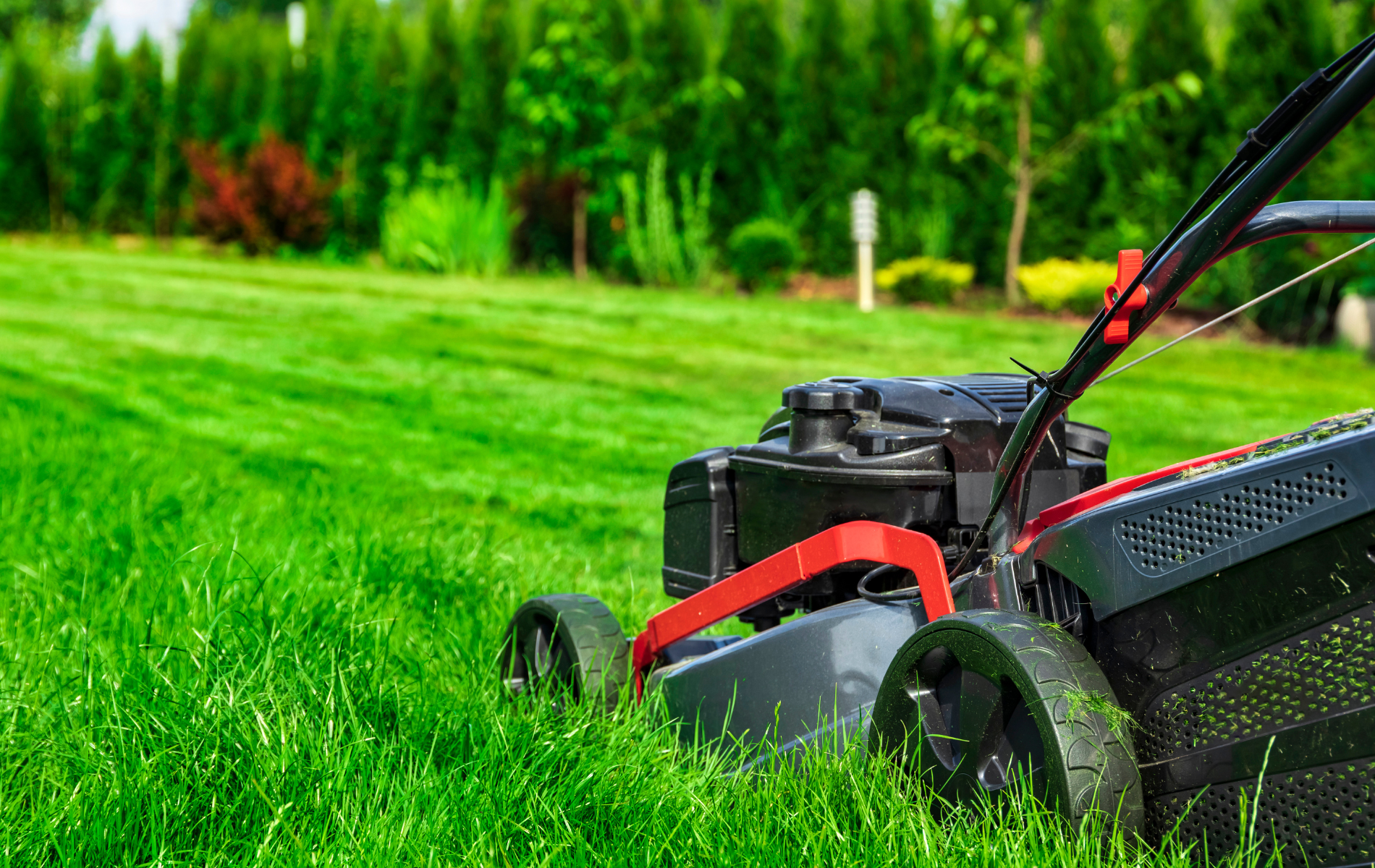 Lawnmower cutting lush green grass in a backyard, with a row of green shrubs in the background.