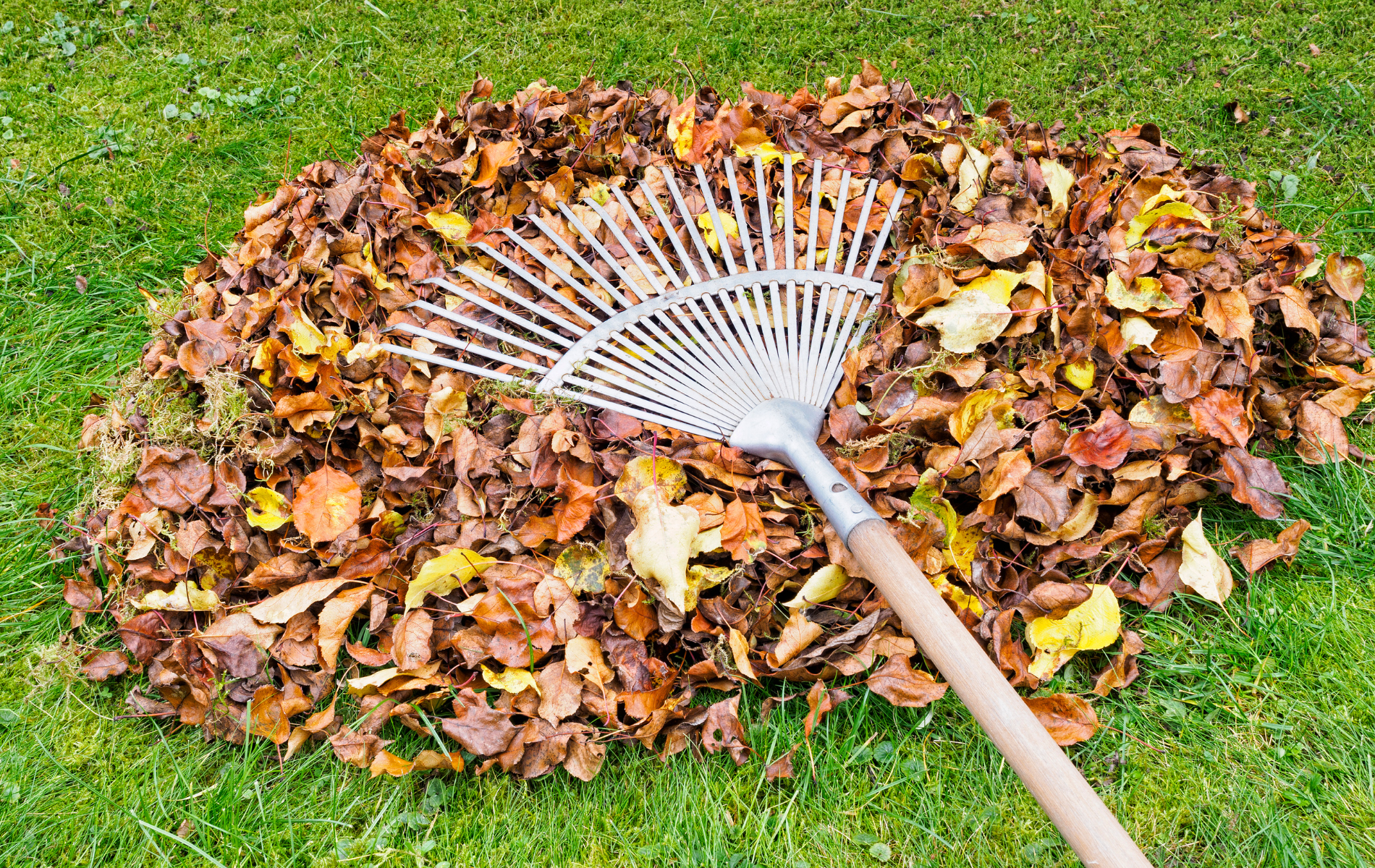 Rake in a pile of brown and yellow leaves on a green lawn.