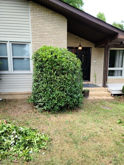 House exterior with overgrown green bush blocking the front door. Brown trim, beige brick.