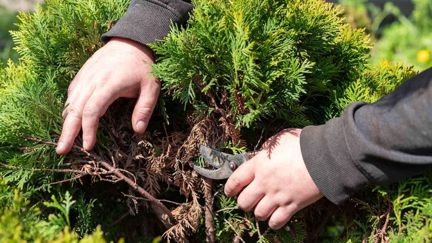 Person pruning a green bush with hand pruners outdoors.