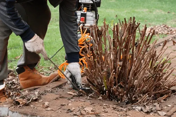 Person pruning brown shrub with clippers outdoors; brick border and grass background.