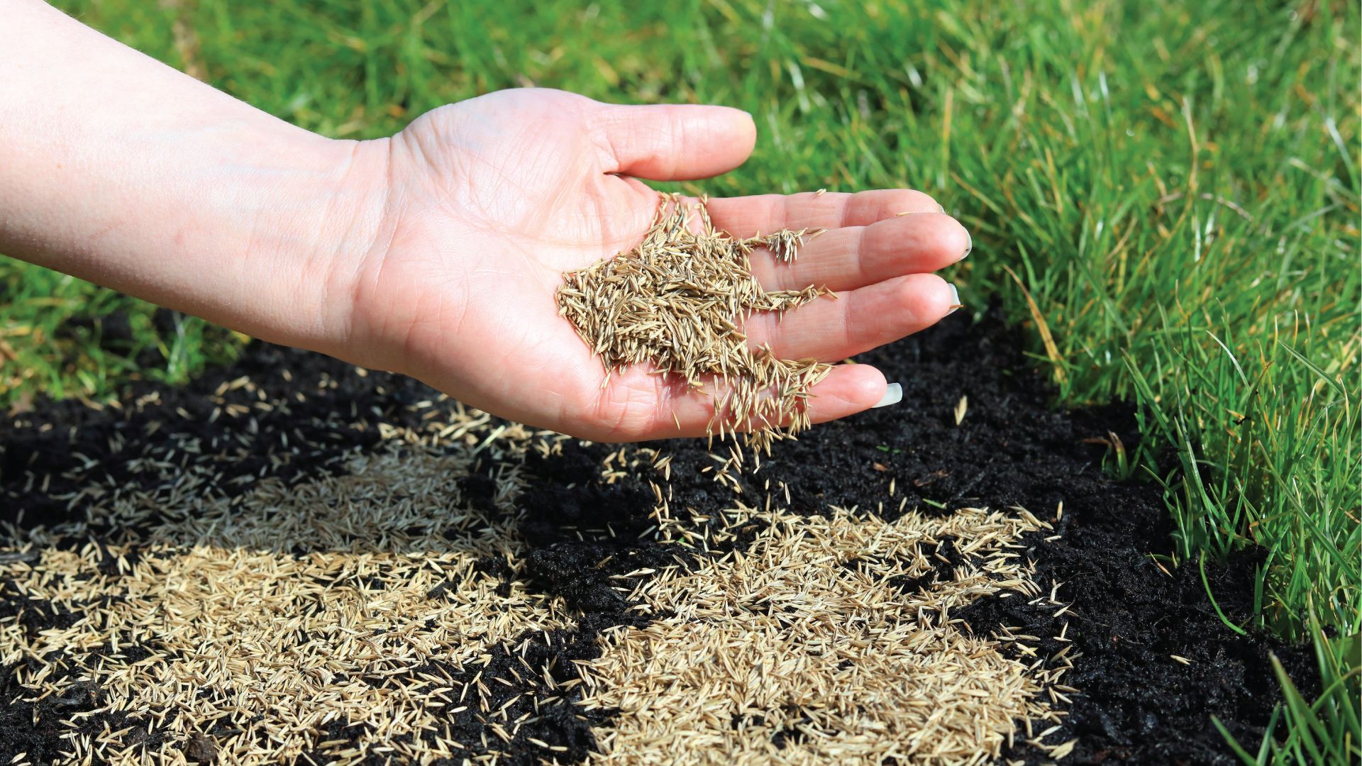 Hand scattering grass seeds on dark soil near green grass.