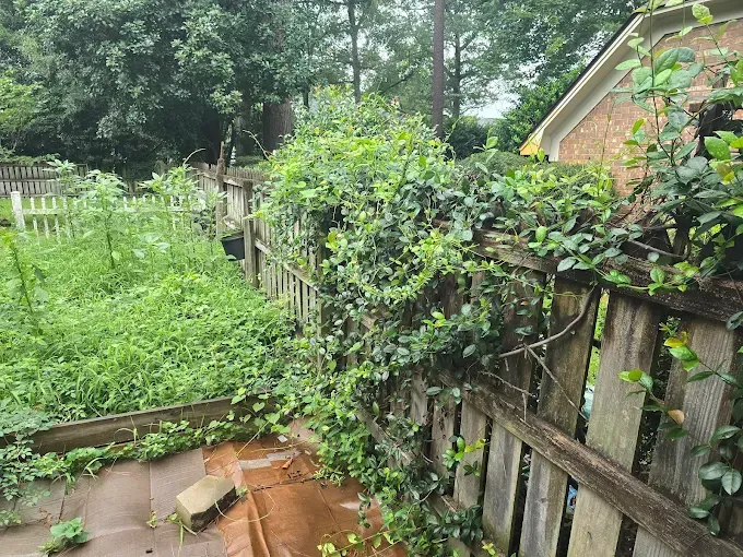 A wooden fence overgrown with green vines and weeds. Overgrown vegetation in a backyard setting.