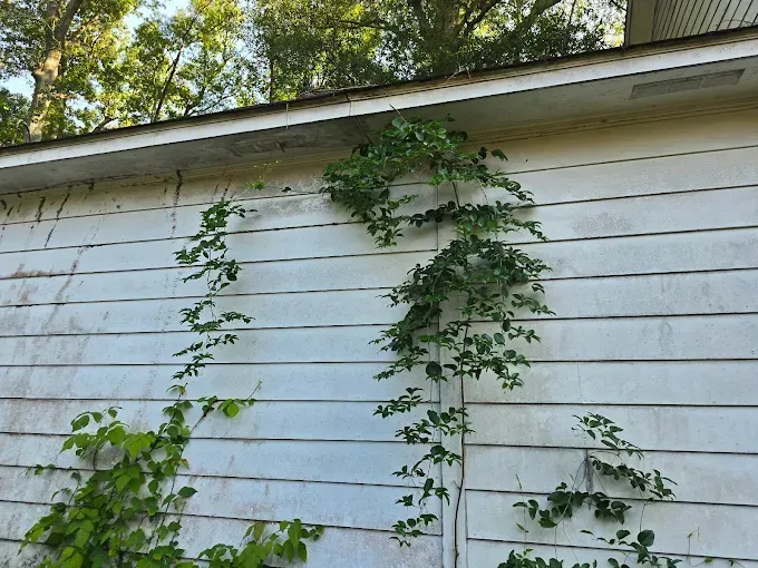 Vines climbing a white-sided building, reaching the roof. Green leaves contrast against the weathered wall.