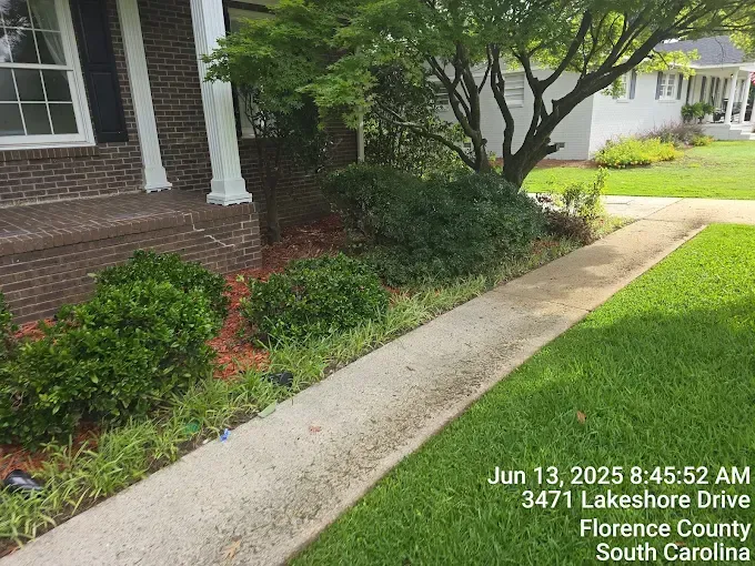 Sidewalk next to a house's landscaped yard with green plants and brown mulch, Florence, SC.